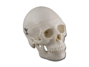 mini-cranio