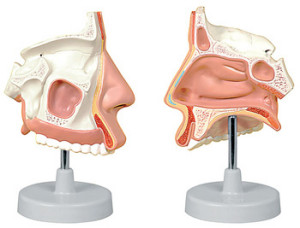modello-cavità-nasali